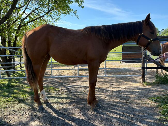 Top doppeltregistrierte Quarter Horse Nachwuchsstute, Kerstin Rehbehn (Pferdemarketing Ost), Horses For Sale, Nienburg, Image 3