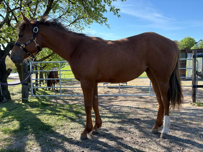 Top doppeltregistrierte Quarter Horse Nachwuchsstute, Kerstin Rehbehn (Pferdemarketing Ost), Horses For Sale, Nienburg, Image 2