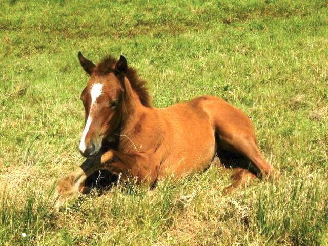 Top doppeltregistrierte Quarter Horse Nachwuchsstute, Kerstin Rehbehn (Pferdemarketing Ost), Horses For Sale, Nienburg, Image 4