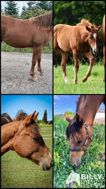 Top doppeltregistrierte Quarter Horse Nachwuchsstute, Kerstin Rehbehn (Pferdemarketing Ost), Horses For Sale, Nienburg, Image 9