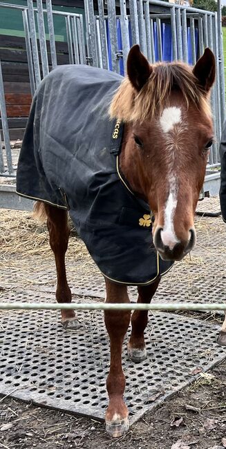 Top doppeltregistrierte Quarter Horse Nachwuchsstute, Kerstin Rehbehn (Pferdemarketing Ost), Horses For Sale, Nienburg, Image 3