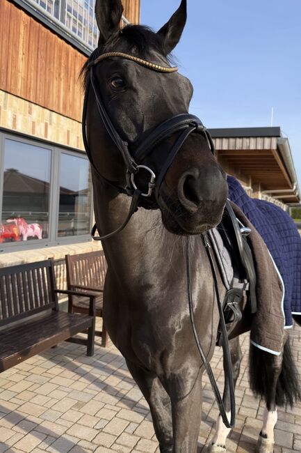 Top Dressur Pferd zu Verkaufen, Emi Lebfeld , Horses For Sale, Pinneberg