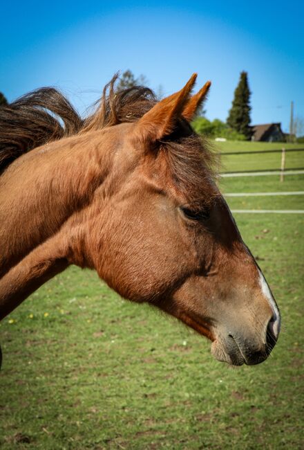 Top doppeltregistrierte Quarter Horse Nachwuchsstute, Kerstin Rehbehn (Pferdemarketing Ost), Horses For Sale, Nienburg, Image 5