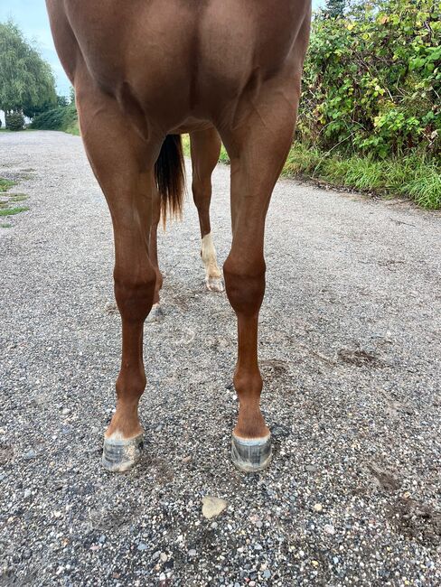 Top doppeltregistrierte Quarter Horse Nachwuchsstute, Kerstin Rehbehn (Pferdemarketing Ost), Horses For Sale, Nienburg, Image 3