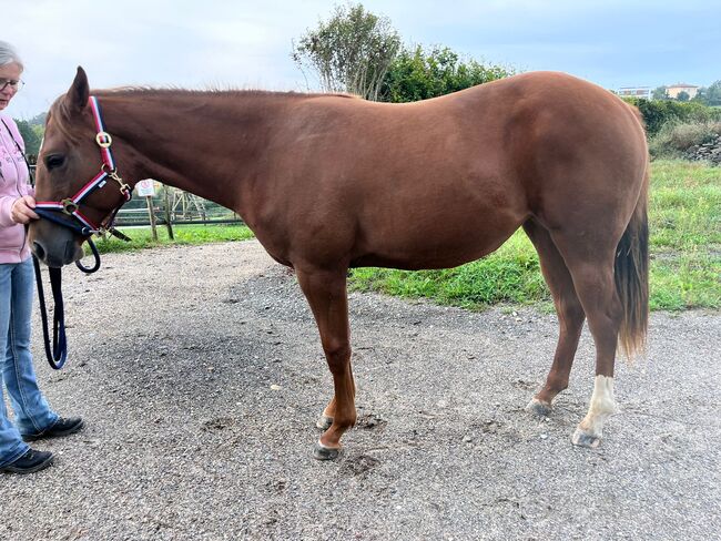 Top doppeltregistrierte Quarter Horse Nachwuchsstute, Kerstin Rehbehn (Pferdemarketing Ost), Horses For Sale, Nienburg, Image 4