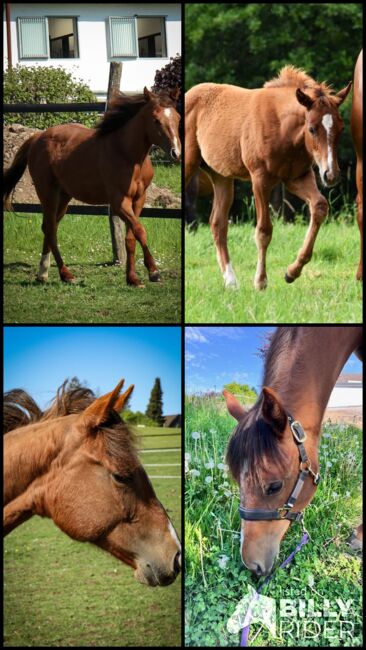 Top doppeltregistrierte Quarter Horse Nachwuchsstute, Kerstin Rehbehn (Pferdemarketing Ost), Horses For Sale, Nienburg, Image 11