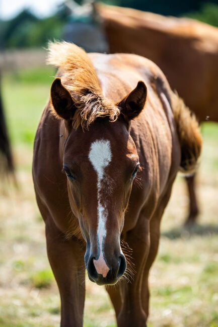 Top doppeltregistrierte Quarter Horse Nachwuchsstute, Kerstin Rehbehn (Pferdemarketing Ost), Horses For Sale, Nienburg, Image 9