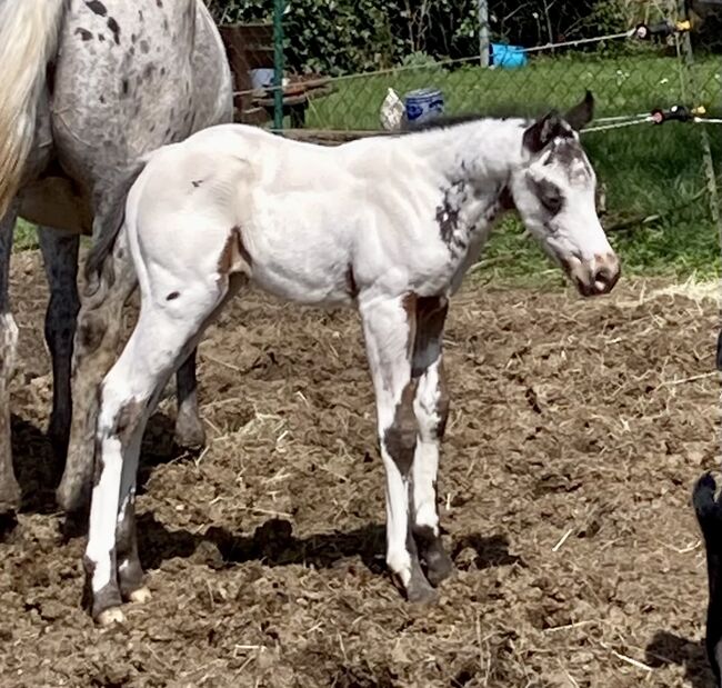 Top Few Spot Appaloosa Hengstfohlen, Bernd Krämer, Horses For Sale, Pappenheim , Image 8