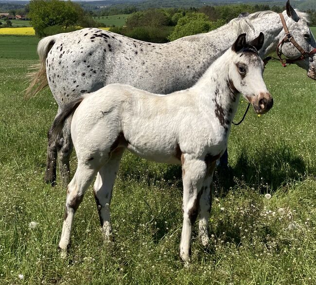 Top Few Spot Appaloosa Hengstfohlen, Bernd Krämer, Konie na sprzedaż, Pappenheim , Image 3