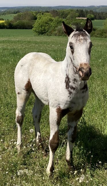 Top Few Spot Appaloosa Hengstfohlen, Bernd Krämer, Pferd kaufen, Pappenheim , Abbildung 4