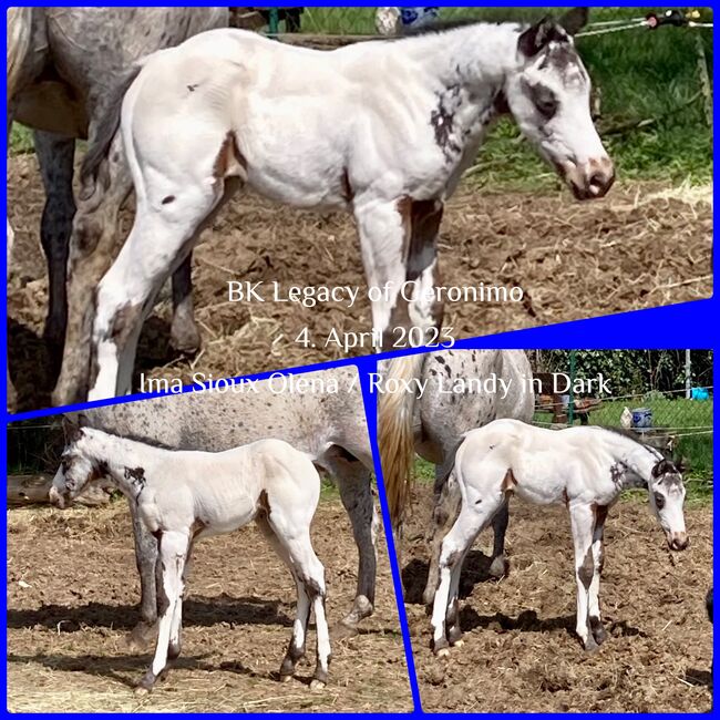 Top Few Spot Appaloosa Hengstfohlen, Bernd Krämer, Pferd kaufen, Pappenheim 