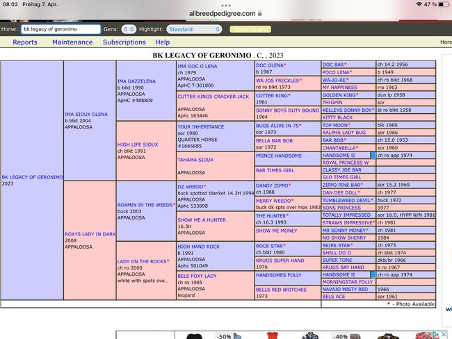 Top Few Spot Appaloosa Hengstfohlen, Bernd Krämer, Pferd kaufen, Pappenheim , Abbildung 7