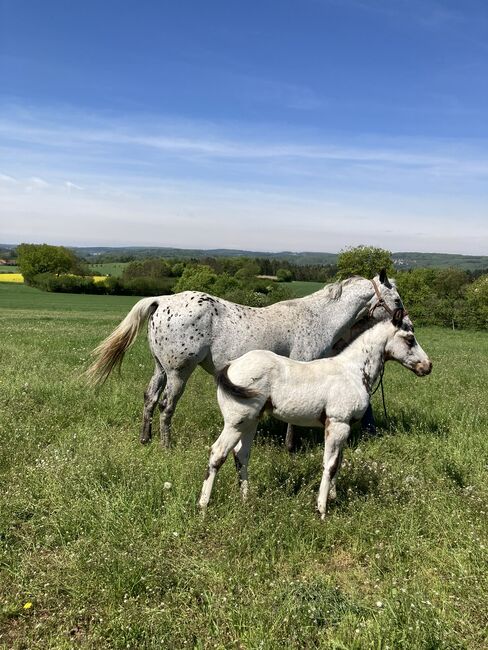 Top Few Spot Appaloosa Hengstfohlen, Bernd Krämer, Pferd kaufen, Pappenheim , Abbildung 6