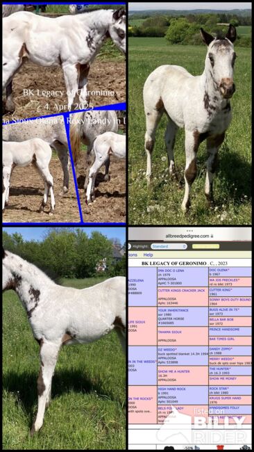 Top Few Spot Appaloosa Hengstfohlen, Bernd Krämer, Pferd kaufen, Pappenheim , Abbildung 9