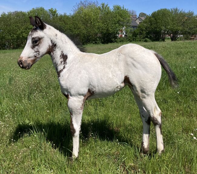 Top Few Spot Appaloosa Hengstfohlen, Bernd Krämer, Pferd kaufen, Pappenheim , Abbildung 5