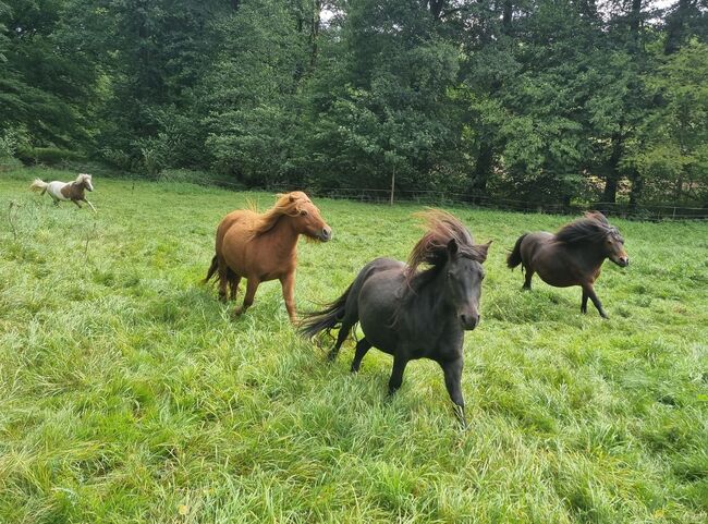 Top Zuchtstute Original Shetland, Nadine  (Shettyzucht Frechdachs ), Horses For Sale, Heringen, Image 7