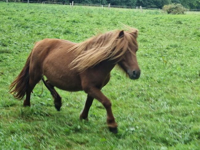 Top Zuchtstute Original Shetland, Nadine  (Shettyzucht Frechdachs ), Horses For Sale, Heringen, Image 5