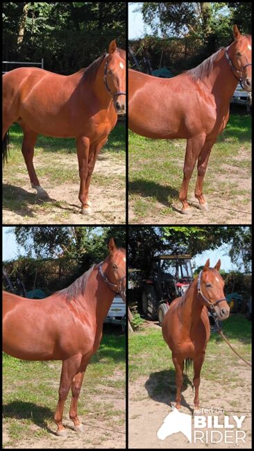 Top gezogenes Cutting Nachwuchspferd, Kerstin Rehbehn (Pferdemarketing Ost), Horses For Sale, Nienburg, Image 9