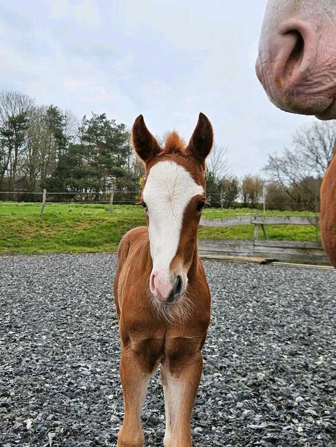 Top gezogenes Quarter Horse Stutfohlen, Kerstin Rehbehn (Pferdemarketing Ost), Horses For Sale, Nienburg, Image 7