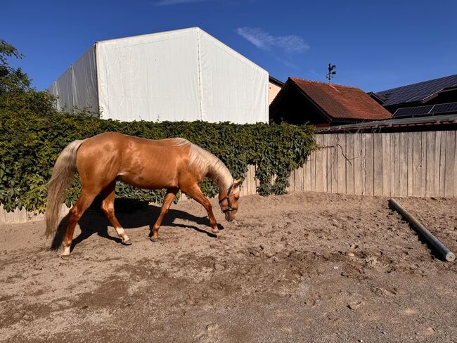Top gezogener, palominofarbener Quarter Horse Wallach, Kerstin Rehbehn (Pferdemarketing Ost), Horses For Sale, Nienburg