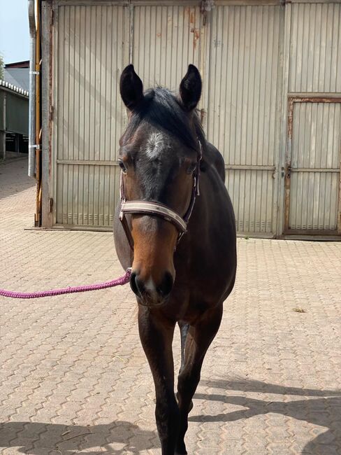 Top gezogener Pleasure/Allround Nachwuchs, Kerstin Rehbehn (Pferdemarketing Ost), Horses For Sale, Nienburg, Image 4