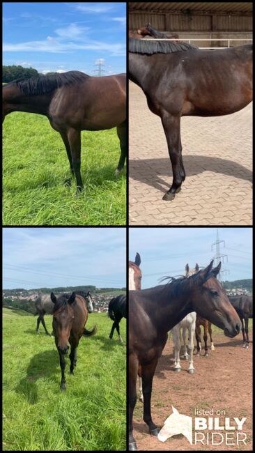 Top gezogener Pleasure/Allround Nachwuchs, Kerstin Rehbehn (Pferdemarketing Ost), Horses For Sale, Nienburg, Image 10