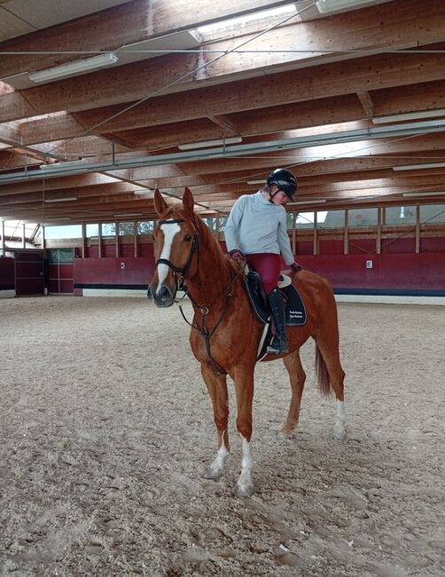 Topwallach von Baloubet du Rouet, Nigg, Horses For Sale, Heerbrugg 