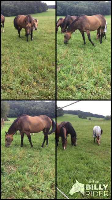 Familienpferde top ausgebildet, Stecken Bach, Horses For Sale, Handenberg, Image 7