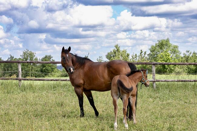Top gezogene Quarter Horse Stute mit Fohlen abzugeben, Kerstin Rehbehn (Pferdemarketing Ost), Pferd kaufen, Nienburg, Abbildung 5