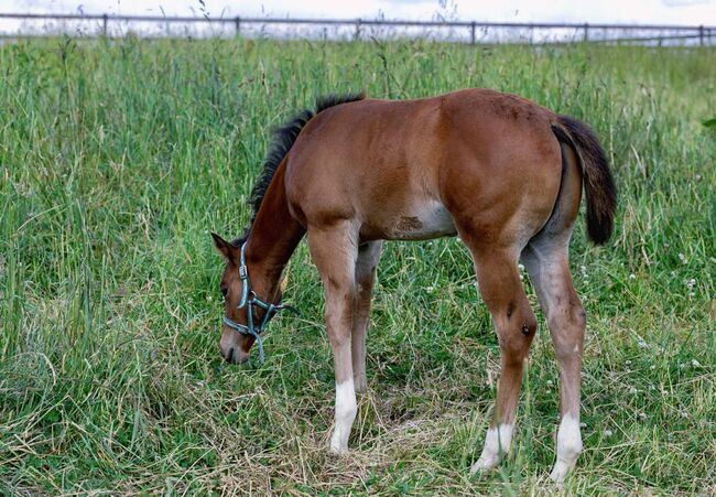Top gezogene Quarter Horse Stute mit Fohlen abzugeben, Kerstin Rehbehn (Pferdemarketing Ost), Pferd kaufen, Nienburg, Abbildung 8