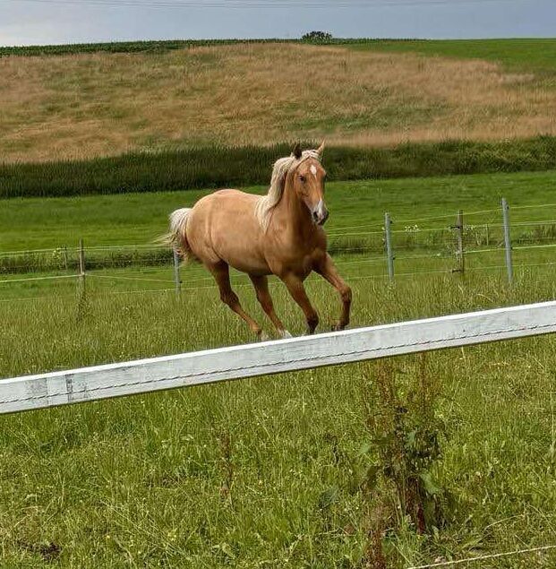 Top gezogener, palominofarbener Quarter Horse Hengst, Kerstin Rehbehn (Pferdemarketing Ost), Pferd kaufen, Nienburg, Abbildung 4