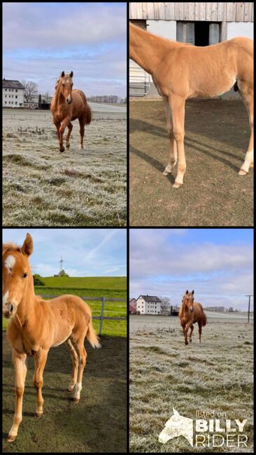 Top gezogener, palominofarbener Quarter Horse Hengst, Kerstin Rehbehn (Pferdemarketing Ost), Pferd kaufen, Nienburg, Abbildung 11