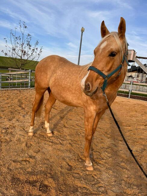 Top gezogener, palominofarbener Quarter Horse Hengst, Kerstin Rehbehn (Pferdemarketing Ost), Pferd kaufen, Nienburg, Abbildung 9