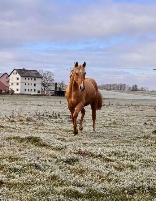 Top gezogener, palominofarbener Quarter Horse Hengst, Kerstin Rehbehn (Pferdemarketing Ost), Pferd kaufen, Nienburg