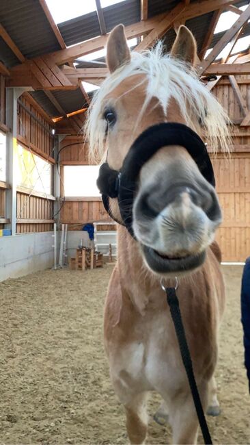 TOP Haflinger als Reitbeteiligung!, Elena Legl-Perzi, Horse Sharing, Groß-Taxen, Image 5