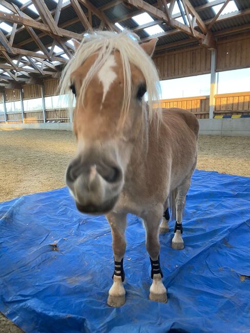 TOP Haflinger als Reitbeteiligung!, Elena Legl-Perzi, Horse Sharing, Groß-Taxen, Image 7