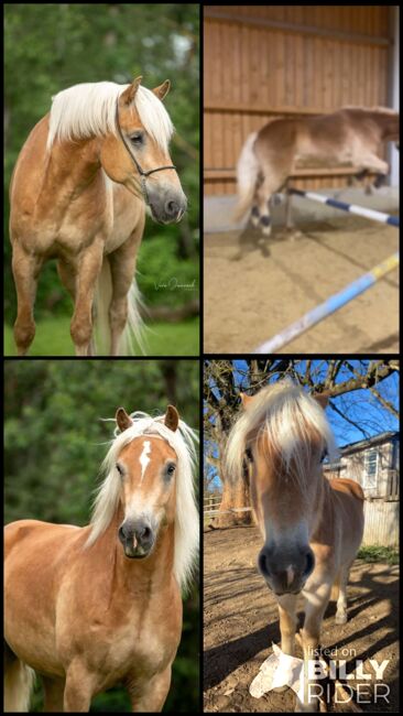 TOP Haflinger als Reitbeteiligung!, Elena Legl-Perzi, Horse Sharing, Groß-Taxen, Image 8