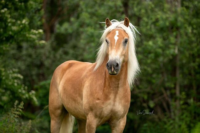 TOP Haflinger als Reitbeteiligung!, Elena Legl-Perzi, Horse Sharing
, Groß-Taxen, Image 3