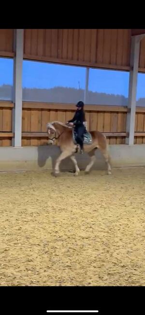 TOP Haflinger als Reitbeteiligung!, Elena Legl-Perzi, Reitbeteiligungen, Groß-Taxen, Abbildung 6