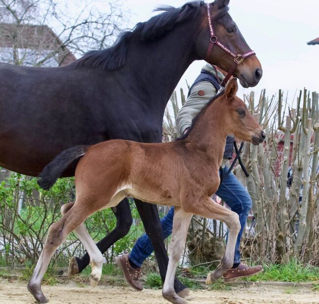 Top Hannoveraner Stutfohlen von Bon Esprit, B. Rachow, Horses For Sale, Heilshoop, Image 2