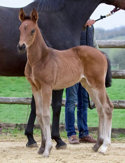 Top Hannoveraner Stutfohlen von Bon Esprit, B. Rachow, Horses For Sale, Heilshoop, Image 3