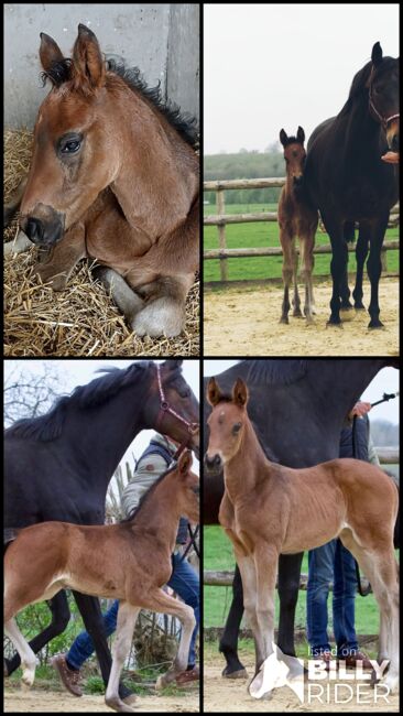 Top Hannoveraner Stutfohlen von Bon Esprit, B. Rachow, Horses For Sale, Heilshoop, Image 5