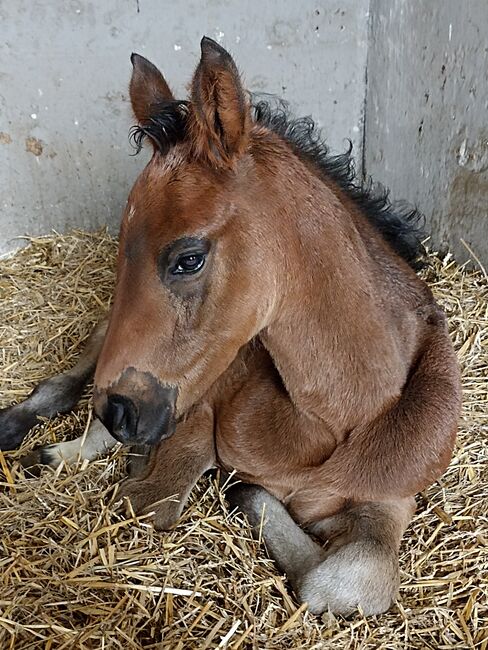 Top Hannoveraner Stutfohlen von Bon Esprit, B. Rachow, Horses For Sale, Heilshoop