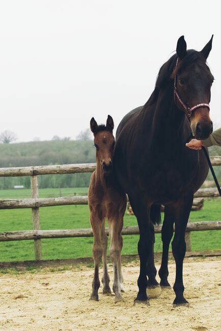 Top Hannoveraner Stutfohlen von Bon Esprit, B. Rachow, Horses For Sale, Heilshoop, Image 4