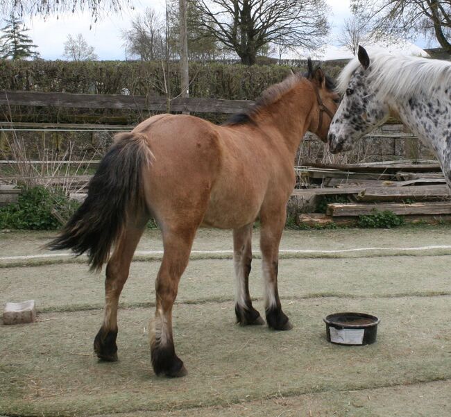 Top Highland Stute Showqualität, Tina, Horses For Sale, Calden, Image 3