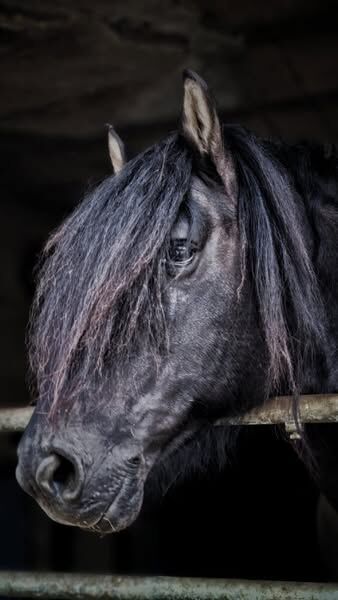 Top Highland Stute Showqualität, Tina, Horses For Sale, Calden, Image 4