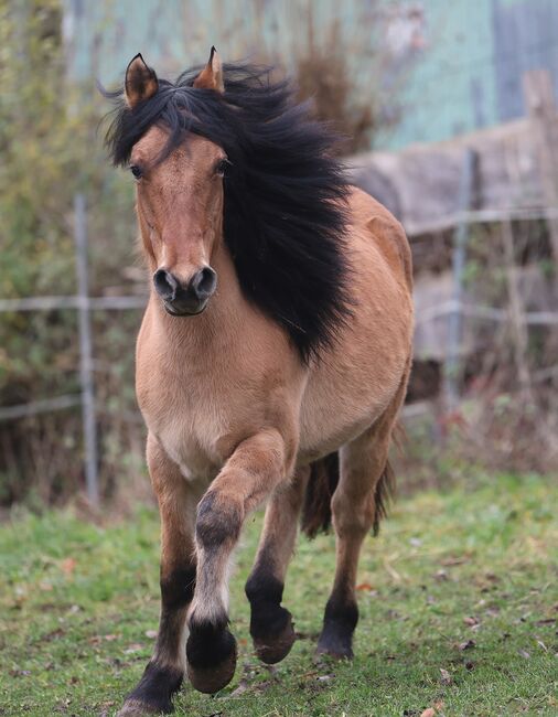 Top Highland Stute Showqualität, Tina, Horses For Sale, Calden