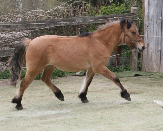 Top Highland Stute Showqualität, Tina, Horses For Sale, Calden, Image 7