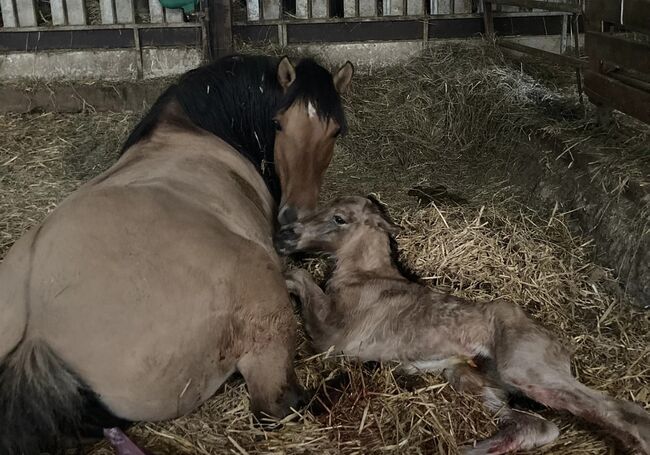 Top Highland Stute Showqualität, Tina, Pferd kaufen, Calden, Abbildung 8