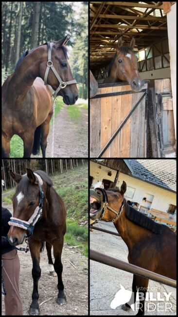 TOP PFERD inkl. AKU & Equipment, Larissa Lea, Horses For Sale, St. Pölten, Image 16